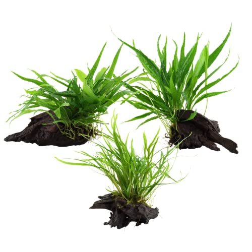 AquaOne Aquarium Pflanzen I 3x Wasserpflanzen I Aquarienpflanze auf Wurzel I Microsorum pteropus Jafarn Narrow Trident I Set Mix mit 3 Mittgelgrundpflanzen von AquaOne