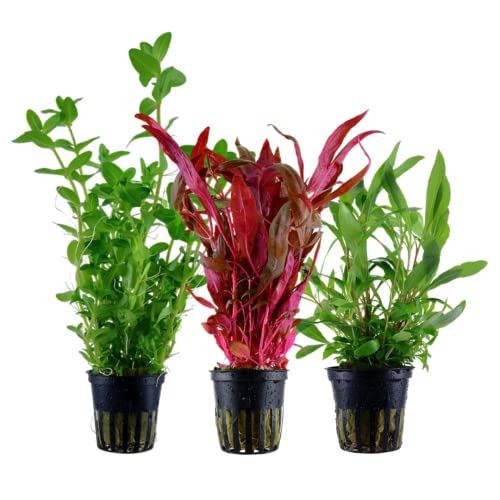 AquaOne Aquarium Pflanzen I 3X Wasserpflanzen I Hintergrund Aquarienpflanzen I Alternanthera Hygrophila Bacopa I Set mit 3 Hintergrundpflanzen von AquaOne