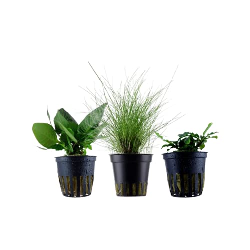 AquaOne Aquarium Pflanzen I 3X Wasserpflanzen I Nano Becken Aquarienpflanzen I Stängelpflanze Hygrophila Bodendecker Eleocharis I Set mit 3 Nanobecken Aquariumpflanzen von AquaOne