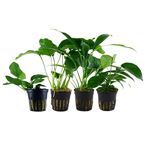 AquaOne Aquarium Pflanzen I 4x Anubias Wasserpflanzen I Barschbecken Aquarienpflanzen I Anubias caladiifolia angustifolia barteri nana I Anubiasbecken Set von AquaOne