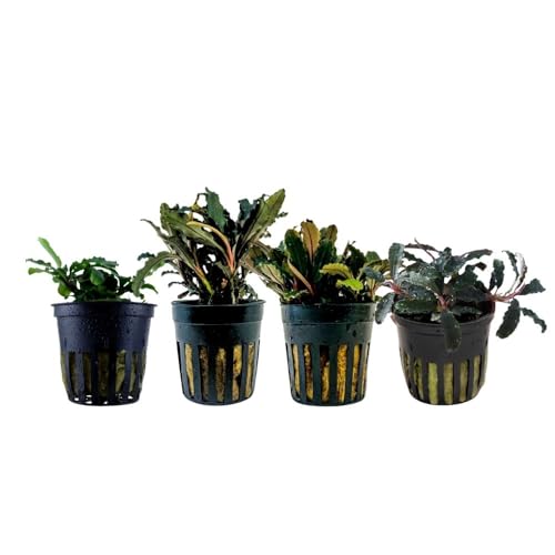 AquaOne Aquarium Pflanzen I 4x Bucephalandra Wasserpflanzen I Aufsitzer Aquarienpflanzen I Kedagang bukit kelam red blue green I Einfaches Nanobecken Set von AquaOne