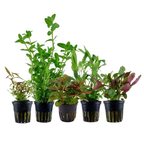 AquaOne Aquarium Pflanzen I 5X Wasserpflanzen I Einsteiger Aquarienpflanzen I Bacopa Hygrophila Ludwigia Limnophila Lobelia I Set mit 5 Aquariumpflanzen von AquaOne