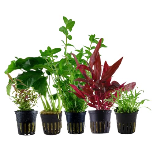 AquaOne Aquarium Pflanzen I 5X Wasserpflanzen I Einsteiger Aquarienpflanzen I Bacopa Lilaeopsis Alternanthera Limnophila Anubias I Set mit 5 Aquariumpflanzen von AquaOne