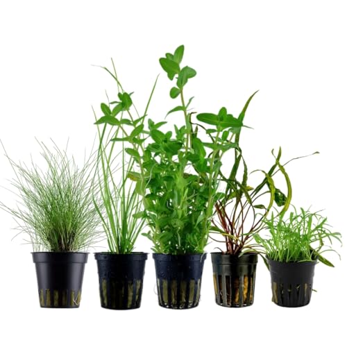 AquaOne Aquarium Pflanzen I 5X Wasserpflanzen I Einsteiger Aquarienpflanzen I Lilaeopsis Cryptocoryne Bacopa Eleocharis I Set mit 5 Aquariumpflanzen von AquaOne