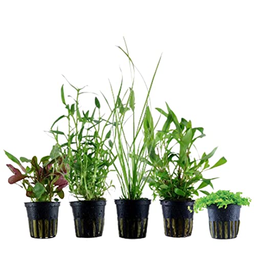 AquaOne Aquarium Pflanzen I 5X Wasserpflanzen I Einsteiger Aquarienpflanzen I Cyperus Hygrophila Lobelia Micranthemum Murdannia I Set mit 5 Aquariumpflanzen von AquaOne