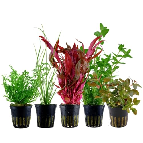 AquaOne Aquarium Pflanzen I 5X Wasserpflanzen I Hintergrund Aquarienpflanzen I Alternanthera Cyperus Ludwigia Bacopa I Set mit 5 Hintergrundpflanzen AquaOne Aquarium Pflanzen I 5X Wasserpflanzen I Hintergrund Aquarienpflanzen I Alternanthera Cyperus Ludwigia Bacopa I Set mit 5 Hintergrundpflanzen von AquaOne