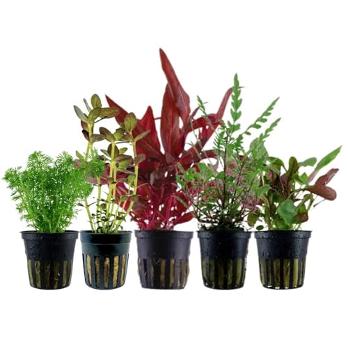 AquaOne Aquarium Pflanzen I 5X Wasserpflanzen I Mittelgrund Aquarienpflanzen I Alternanthera Bacopa Limnophila Hygrophila I Set mit 5 Mittelgrundpflanzen AquaOne Aquarium Pflanzen I 5X Wasserpflanzen I Mittelgrund Aquarienpflanzen I Alternanthera Bacopa Limnophila Hygrophila I Set mit 5 Mittelgrundpflanzen von AquaOne