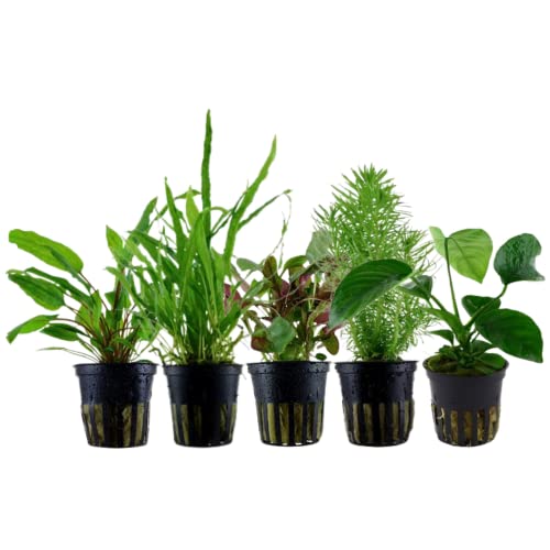 AquaOne Aquarium Pflanzen I 5X Wasserpflanzen I Mittelgrund Aquarienpflanzen I Anubias Cryptocoryne Lobelia Pogostemon Microsorum I Set mit 5 Mittelgrundpflanzen von AquaOne