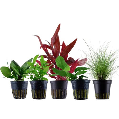 AquaOne Aquarium Pflanzen I 5X Wasserpflanzen I Vordergrund Aquarienpflanzen I Anubias Staurogyne Eleocharis Alternanthera Hygrophila I Set mit 5 Vordergrundpflanzen von AquaOne