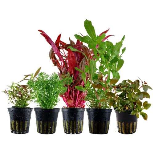 AquaOne Aquarium Pflanzen I 5x Wasserpflanzen I Bunte Aquarienpflanzen Set I Limnophila Alternanthera Ammannia Ludwigia I Mittelgrundpflanzen Hintergrundpflanzen von AquaOne