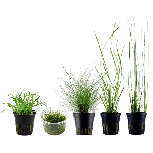 AquaOne Aquarium Pflanzen I 5x Wasserpflanzen I Gras Aquarienpflanzen I Eleocharis Lilaeopsis Cyperus I Set mit Topfpflanzen und In Vitro Pflanze von AquaOne