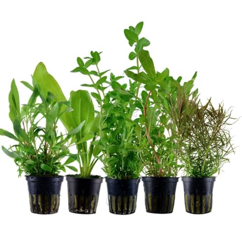 AquaOne Aquarium Pflanzen I 5x Wasserpflanzen Set I Hintergrund Aquarienpflanzen I Ammannia Echinodorus Bacopa Hygrophila Pogostemon I Set mit 5 Hintergrundpflanzen von AquaOne