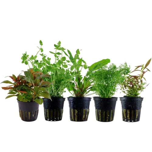 AquaOne Aquarium Pflanzen I 5x Wasserpflanzen Set I Mittelgrund Aquarienpflanzen I Limnophila Cryptocoryne Lindernia Ludwigia I Set mit 5 Mittelgrundpflanzen von AquaOne