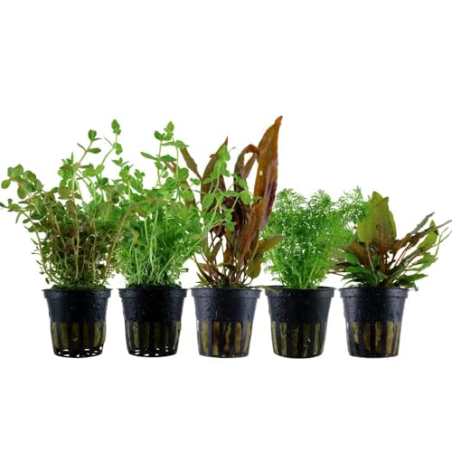 AquaOne Aquarium Pflanzen I 5x Wasserpflanzen Set I Mittelgrund Aquarienpflanzen I Rotala Cryptocoryne Lindernia Limnophila I Set mit 5 Mittelgrundpflanzen von AquaOne