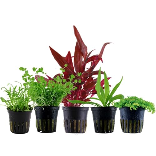 AquaOne Aquarium Pflanzen I 5x Wasserpflanzen Set I Vordergrund Aquarienpflanzen I Alternanthera Lilaeopsis Helanthium Micranthemum I Set mit 5 Vordergrundpflanzen von AquaOne