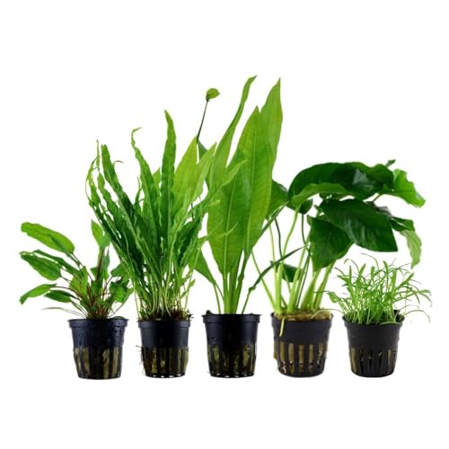 AquaOne Aquarium Pflanzen I Die 5 pflegeleichten Wasserpflanzen für Anfänger I Einsteiger Aquarienpflanzen I Langsam wachsende Anubias Microsorum I Basic Starter Set von AquaOne
