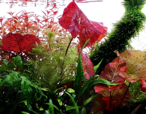 AquaOne Aquarium Pflanze Nymphaea lotus I Wasserpflanze Aquariumpflanze I Hintergrund Aquarienpflanzen I Hintergrundpflanze voll durchwurzelt von AquaOne