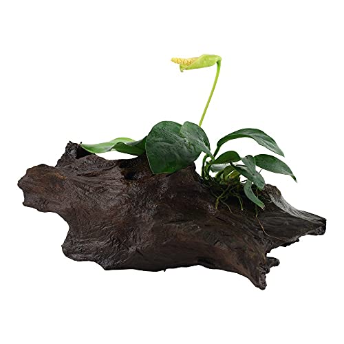 Aquarium Pflanze Anubias barteri var. nana Wasserpflanze auf Wurzel Nr.101 YWS Aquariumpflanze Wurzelstock Rhizom von AquaOne
