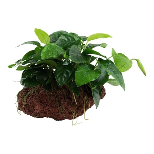 Aquarium Pflanze Anubias barteri var. nana Wasserpflanze auf Lavastein Nr.101 YLS Aquariumpflanze Wurzelstock Rhizom von AquaOne