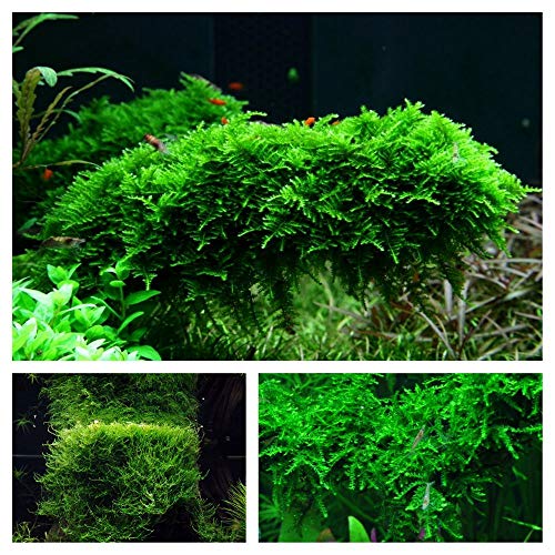 Moos Set mit 3 in Vitro Pflanzen Aquariumpflanzenset Nr.55 1-2 Grow! Becher Moose Aquarium Wasserpflanze von AquaOne
