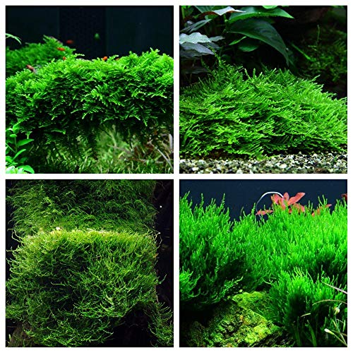 Moos Set mit 4 in Vitro Pflanzen Aquariumpflanzenset Nr.56 1-2 Grow! Becher Moose Aquarium Wasserpflanze von AquaOne