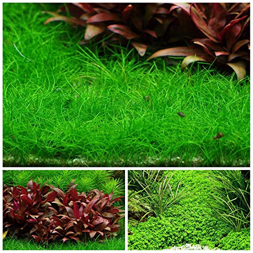 Vordergrund Set mit 3 in Vitro Pflanzen Aquariumpflanzenset Nr.48 1-2 Grow! Becher Aquarium Wasserpflanze von AquaOne