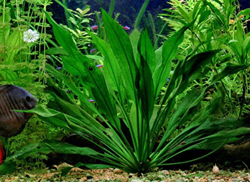 Amazonas-Schwertpflanze/Echinodorus Amazonicus x 5 Pflanzen - Aquarium Pflanze von AquaPlants