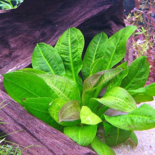 AquaPlants ECHINODORUS PARVIFLORUS 'Tropica' von AquaPlants