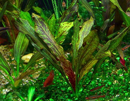 AquaPlants Echinodorus Reiner's Kitty - TOP Rarity von AquaPlants