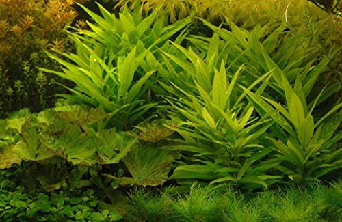 AquaPlants Guyanischer Wasserfreund/Hygrophila guianensis - x1 Bund von AquaPlants