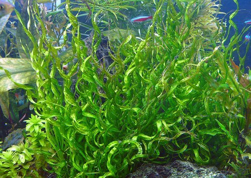 AquaPlants Korkenzieher Schwertpflanze/Echinodorus vesuvius/Helanthium sp 'Vesuvius' *Rarität* AquaPlants Korkenzieher Schwertpflanze/Echinodorus vesuvius/Helanthium sp 'Vesuvius' *Rarität* von AquaPlants