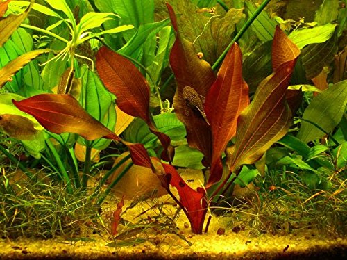 AquaPlants Schwertpflanze Mercedes/Echinodorus 'Mercedes' von AquaPlants