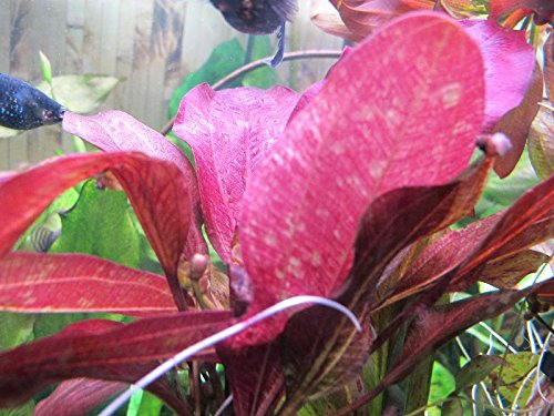 AquaPlants Schwertpflanze Roter Leopard/Echinodorus Roter Leopard AquaPlants Schwertpflanze Roter Leopard/Echinodorus Roter Leopard von AquaPlants