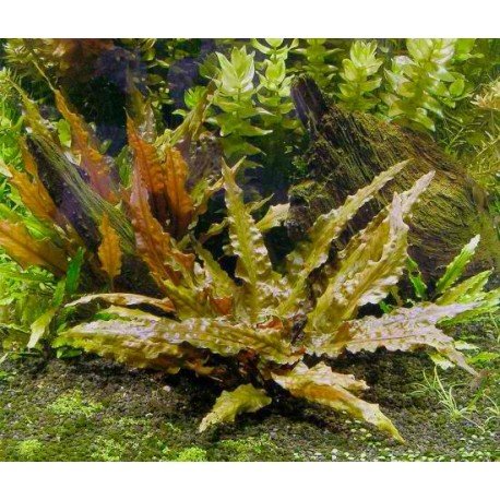 Aquarium Fan 5 x Bündel Cryptocoryne, Cryptocoryne Mix, verschiedene Arten für Aquarien von AquaPlants