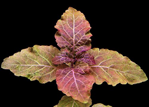 Aquarium Fan Hyptis lorentziana x1 Bund Aquarium Fan Hyptis lorentziana x1 Bund von AquaPlants