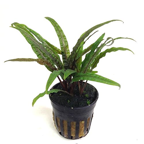 Cryptocoryne Balansae - Aquarium-Pflanze, 1 Bund von Aquarium Plants Factory