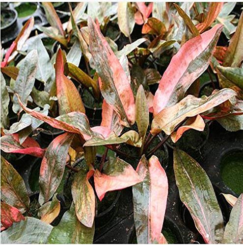 Cryptocoryne wendtii 'Florida Sunset' - 1 Bund Top Raritat von Aquarium Plants Factory