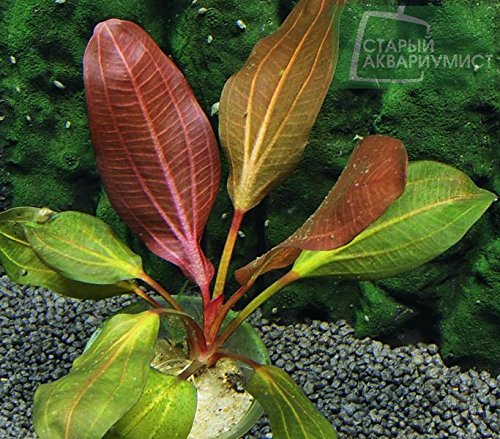 Echinodorus Red Spider - Aquarium-Pflanze von AquaPlants