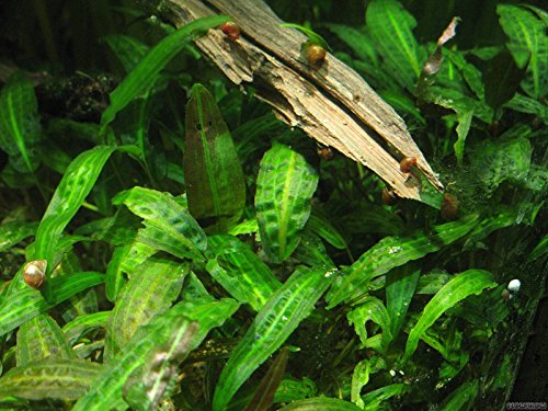 Geflammt braunblättriger Wasserkelch/Cryptocoryne Affinis - Aquarium-Pflanze, 1 Bund von AquaPlants