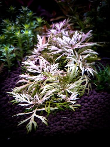Hyptis laciniata - *TOP-RARITÄT* 1 Bund - Wasserpflanzen für Aquarien von AquaPlants