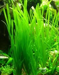 Italian Val - Vallisneria spiralis - Live Aquarium Plants von AquaPlants