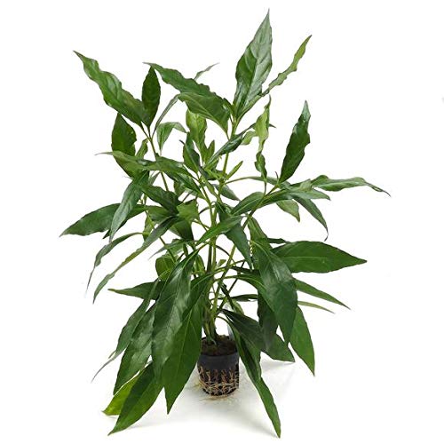 Justicia gendarussa – Lebende Aquariumpflanze Justicia gendarussa – Lebende Aquariumpflanze von AquaPlants