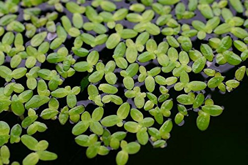 Lemna Minor Wasserlinse von AquaPlants