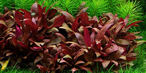 Aquarium Fan Mini-Papageienblatt/Alternanthera reineckii 'mini' - 5 Bund von AquaPlants