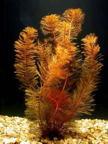 Myriophyllum Mattogrossense 'Red' Aquarium-Pflanze, 2 Strauß von AquaPlants