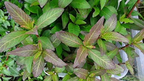 Nomaphila stricta Fleur 1 x Bund - Lebende Aquarium-Pflanze von Aquarium Plants Factory