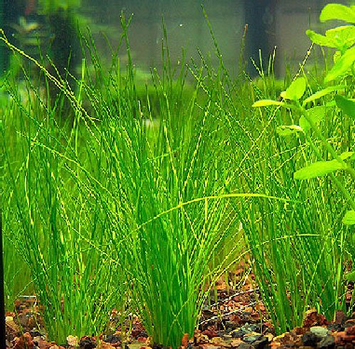 Regenschirmsimse - Regenschirmpflanze / Eleocharis Vivipara 5 Bund von AquaPlants
