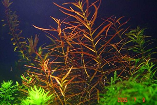 Schmalblättrige Ludwigie / Ludwigia arcuata - 1 Bund von AquaPlants