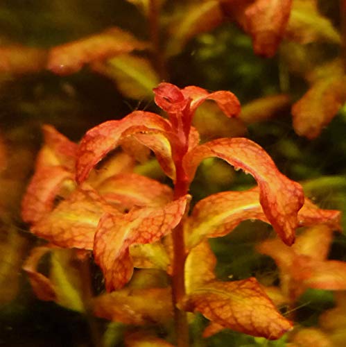 Senegal-Ludwigie/Ludwigia sp. Guinea/Ludwigia senegalensis - 1 Bund - Aquariumpflanze *TOP-RARITÄT* von AquaPlants