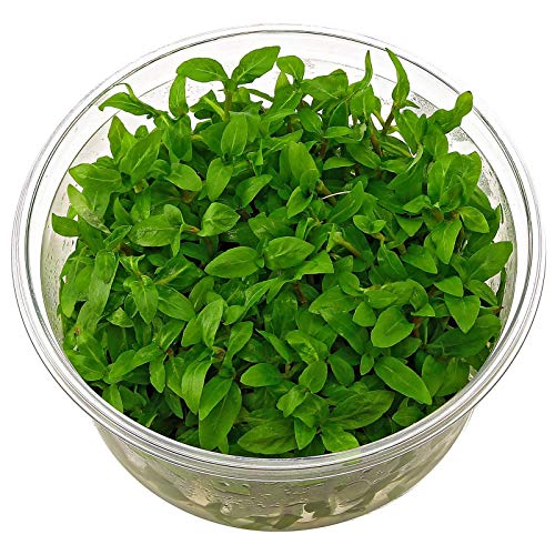 Staurogyne repens - in vitro - lebende Aquariumpflanze von AquaPlants